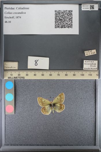 Media type: image;   Entomology 193869